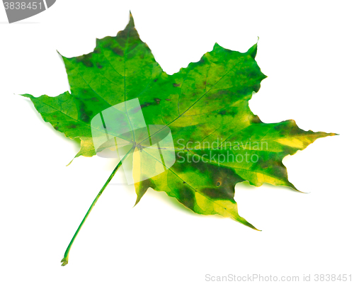 Image of Green yellowed maple leaf on white