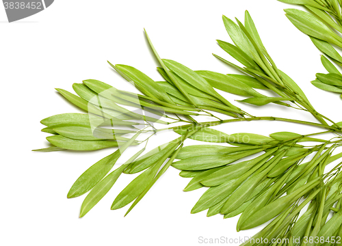 Image of Ash seeds in spring on white