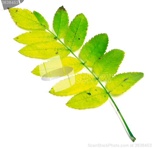 Image of Yellowed rowan leaves