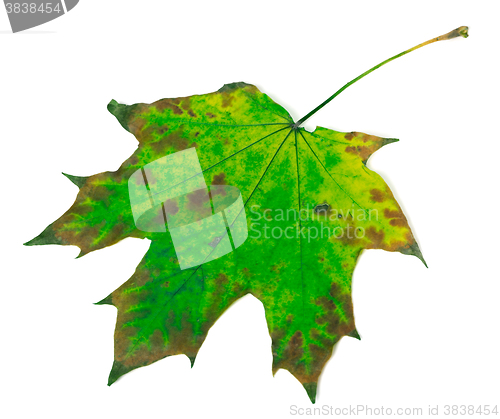 Image of Multicolor maple leaf