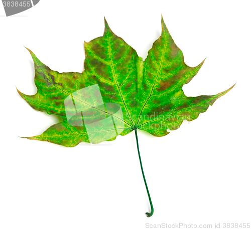 Image of Multicolor maple-leaf