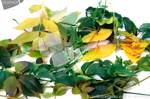 Image of Multicolor leafs on white