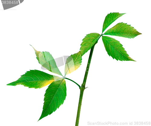 Image of Twig of grapes leaves