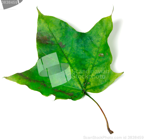 Image of Green maple leaf