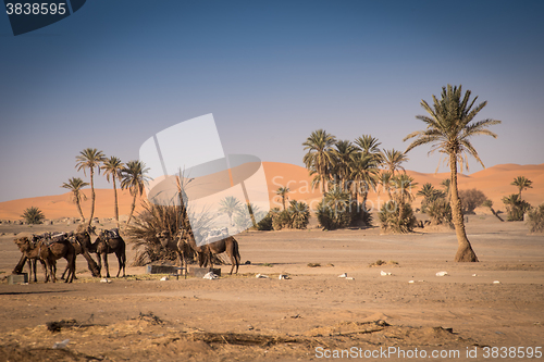 Image of Oasis in Hassilabied, Erg Chebbi, Moroco