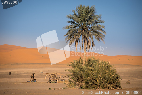 Image of Oasis in Hassilabied, Erg Chebbi, Moroco