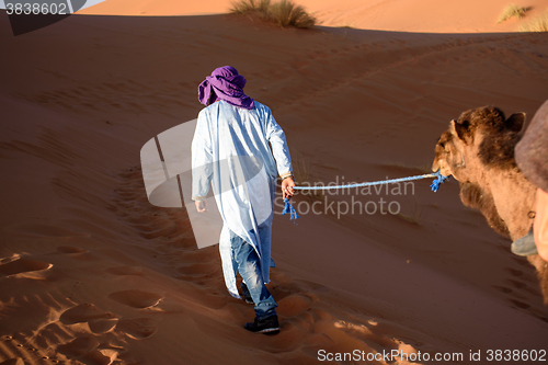 Image of Berber man leading caravan, Hassilabied, Sahara Desert, Morocco