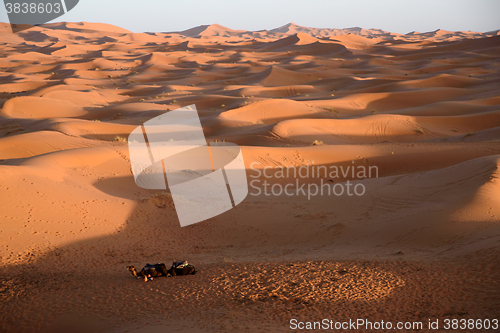 Image of Camels at the dunes, Morocco, Sahara Desert