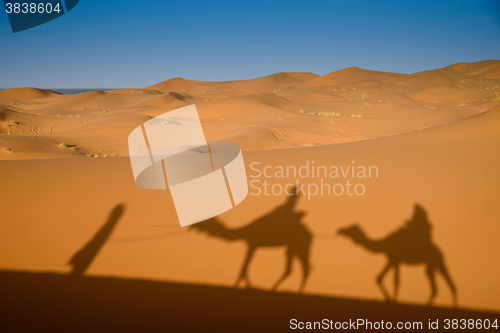 Image of Camel shadows on Sahara Desert sand in Morocco.