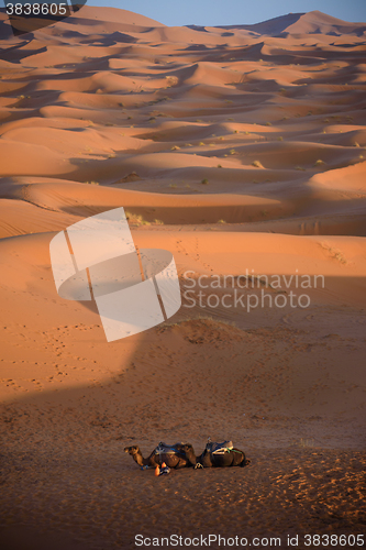 Image of Camels at the dunes, Morocco, Sahara Desert