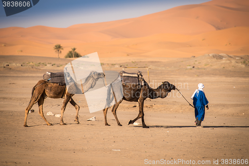 Image of Berber man leading caravan, Hassilabied, Sahara Desert, Morocco