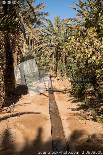 Image of Oasis in Hassilabied, Erg Chebbi, Moroco