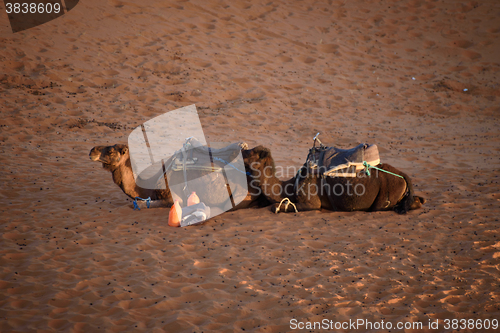 Image of Camels at the dunes, Morocco, Sahara Desert