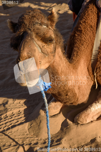 Image of Old camel working on desert caravans.