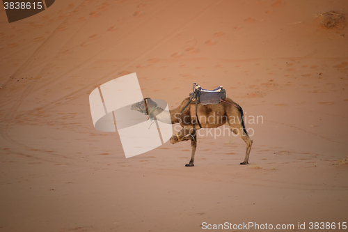 Image of Tied up camel at the dunes, Morocco