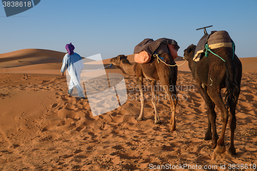 Image of Berber man leading caravan, Hassilabied, Sahara Desert, Morocco