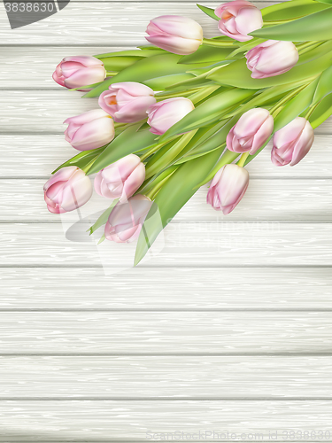 Image of Fresh pink tulips. EPS 10 
