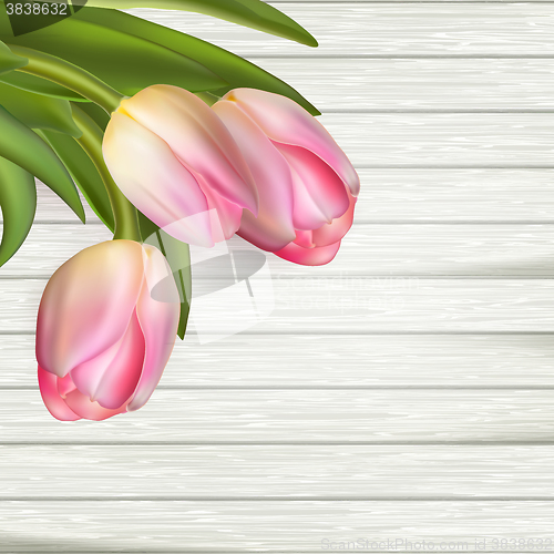 Image of Fresh pink tulips. EPS 10 