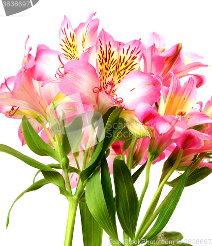 Image of Bouquet of alstroemeria (lilies)