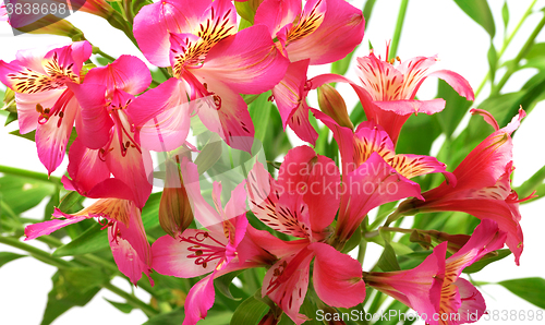 Image of Lilies (alstroemeria) on white background