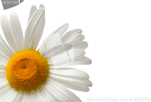 Image of Chamomile isolated on white background