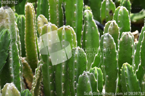 Image of Stapelia grandi flora