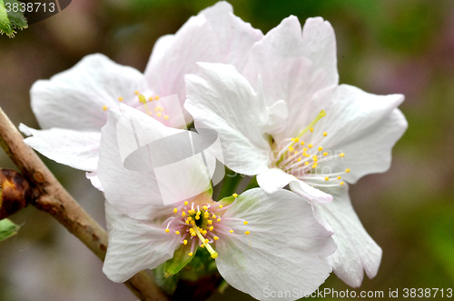 Image of Sakura, the famouse flower of Japan