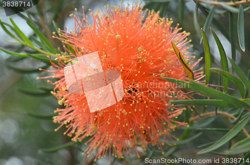 Image of Beautiful orange Grevillea flowers 