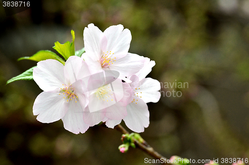 Image of Sakura, the famouse flower of Japan