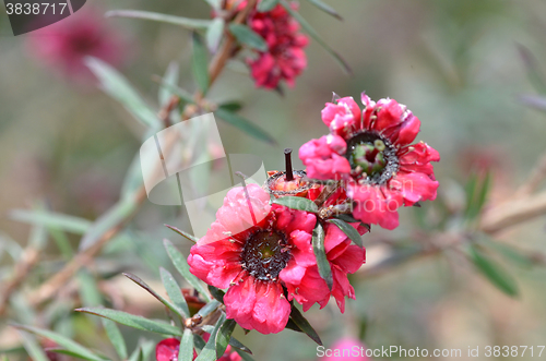 Image of Manuka myrtle\'s white-pink flower blooming 