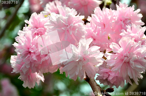 Image of Pink  flowers blossom