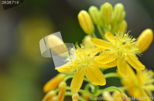 Image of S. African plant Bulbine