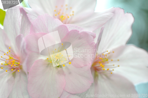 Image of Sakura, the famouse flower of Japan