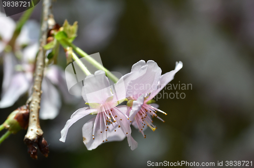 Image of Beautiful Cherry blossom