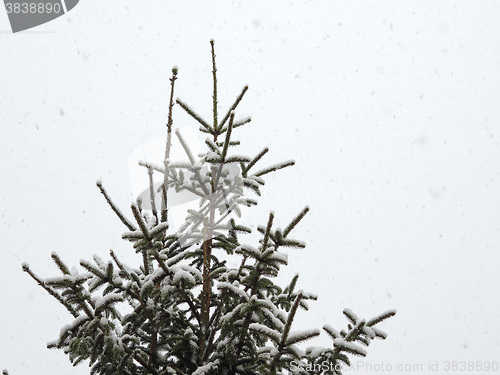 Image of Winter scene with snow - copy space