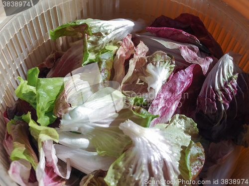 Image of Red and green lettuce