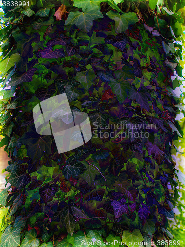 Image of Ivy plant, psychedelic colors