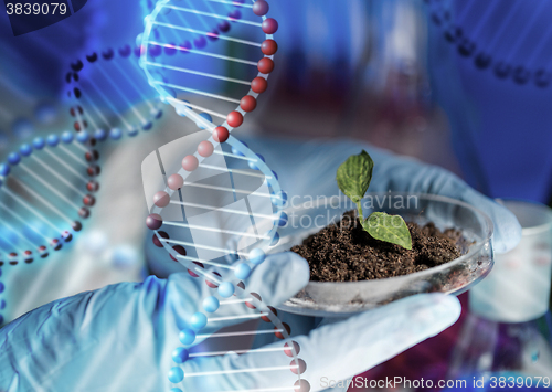 Image of close up of scientist hands with plant and soil