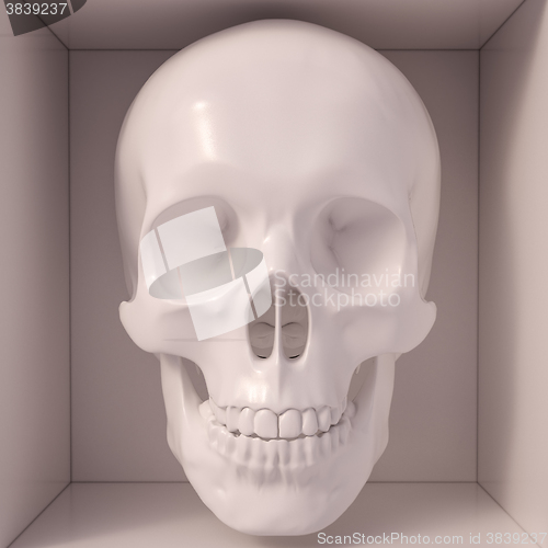 Image of White skull