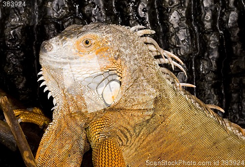 Image of Iguana iguana