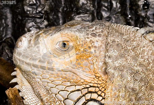 Image of Iguana iguana