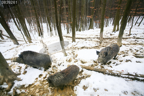 Image of Three wild boars