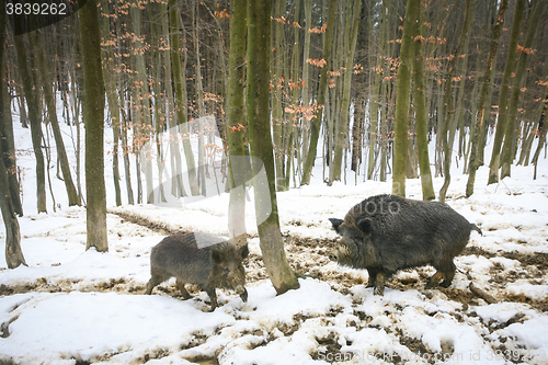 Image of Wild boars in muddy snow