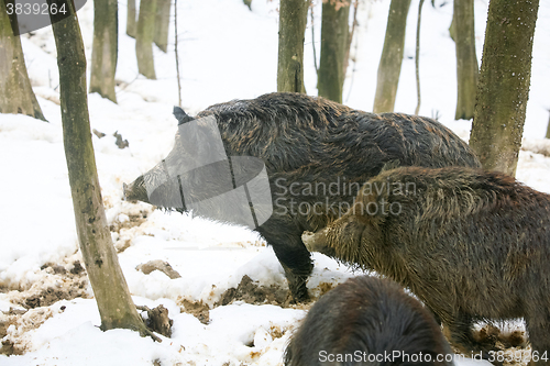 Image of Three wild hogs in forest