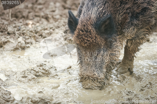 Image of Wild boar digging mud