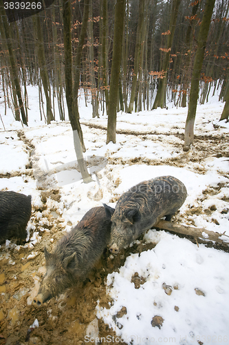 Image of Wild hogs in muddy forest