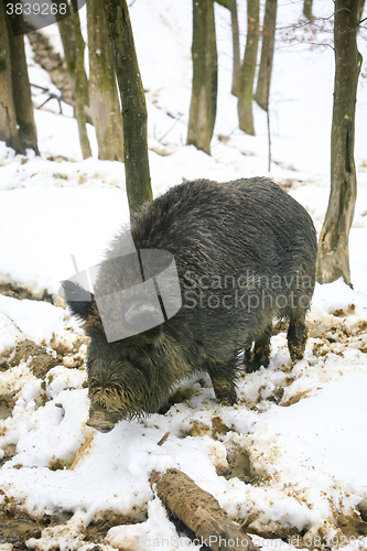 Image of Wild boar in woods