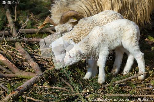 Image of Sheep with lamb on rural farm