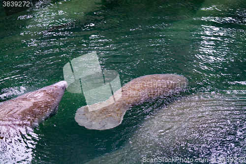 Image of West Indian Manatee, Blue Spring, Florida, USA