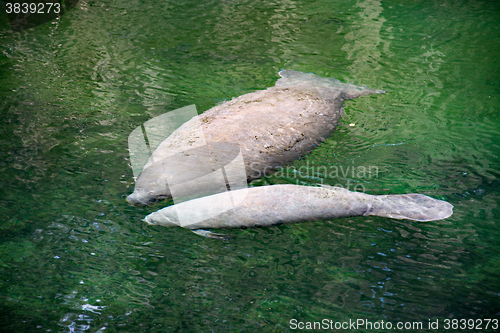 Image of West Indian Manatee, Blue Spring, Florida, USA